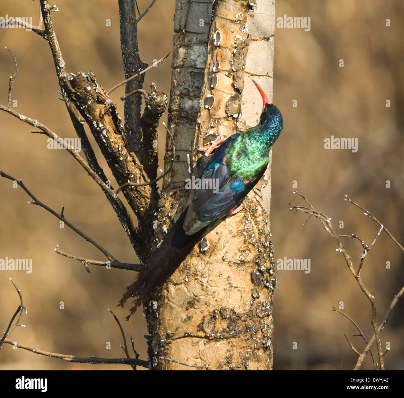 Green Wood-Hoopoe Phoeniculus purpureus Kruger National Park South Africa Stock Photo