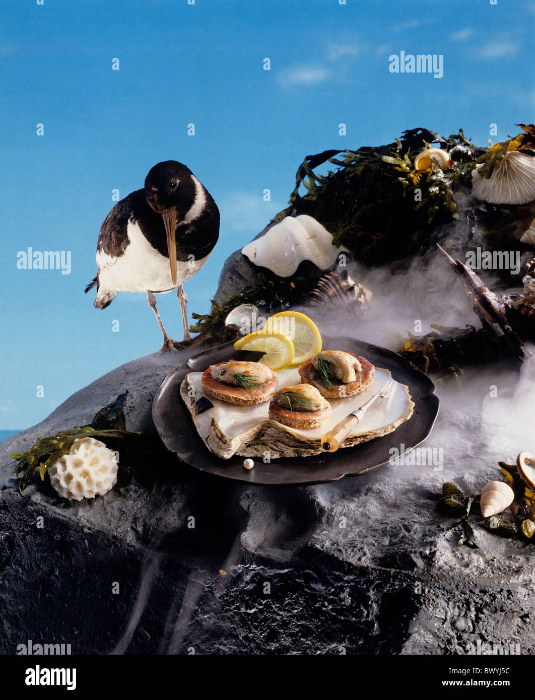 Oyster Catcher bird and Oysters on rock face Stock Photo Alamy