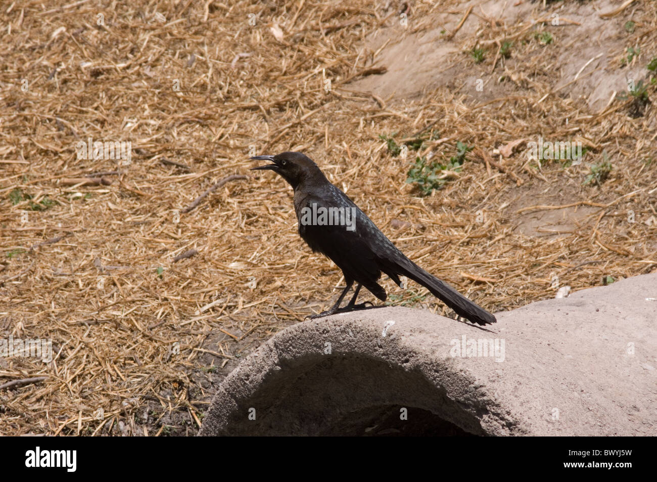 Photo of a young male Great-tailed Grackle (Quiscalus mexicanus) Stock Photo