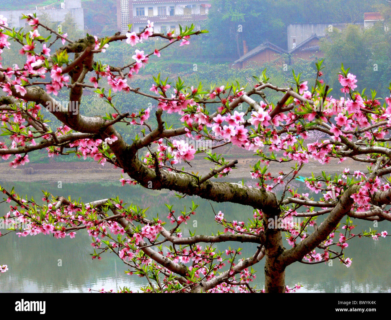 Village peach blossom High Resolution Stock Photography and Images Alamy
