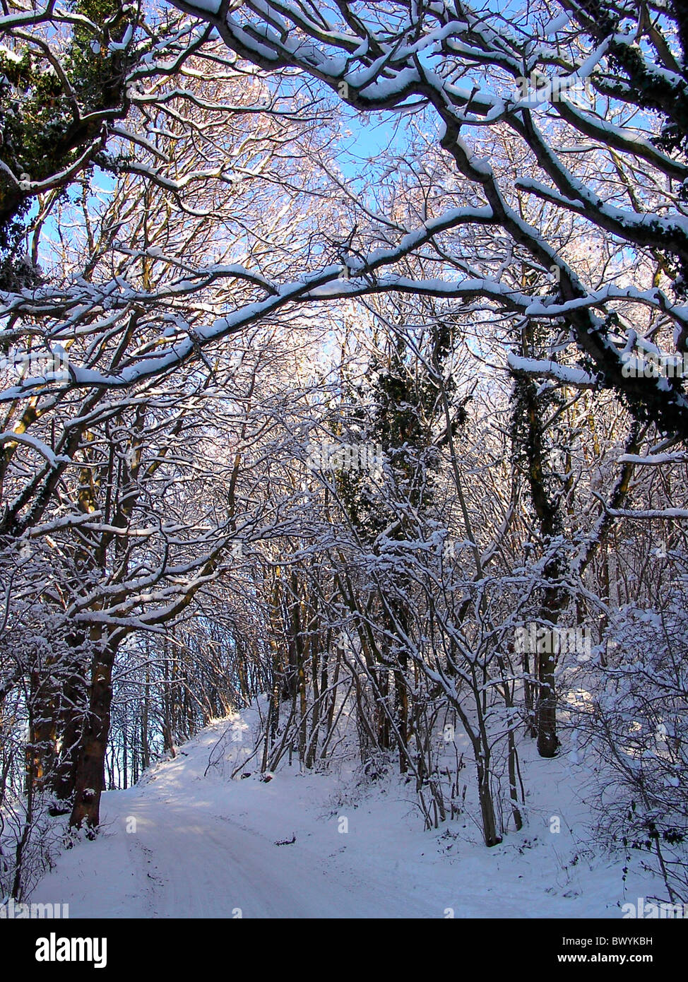 trees snow wood forest forest road way winter Stock Photo - Alamy