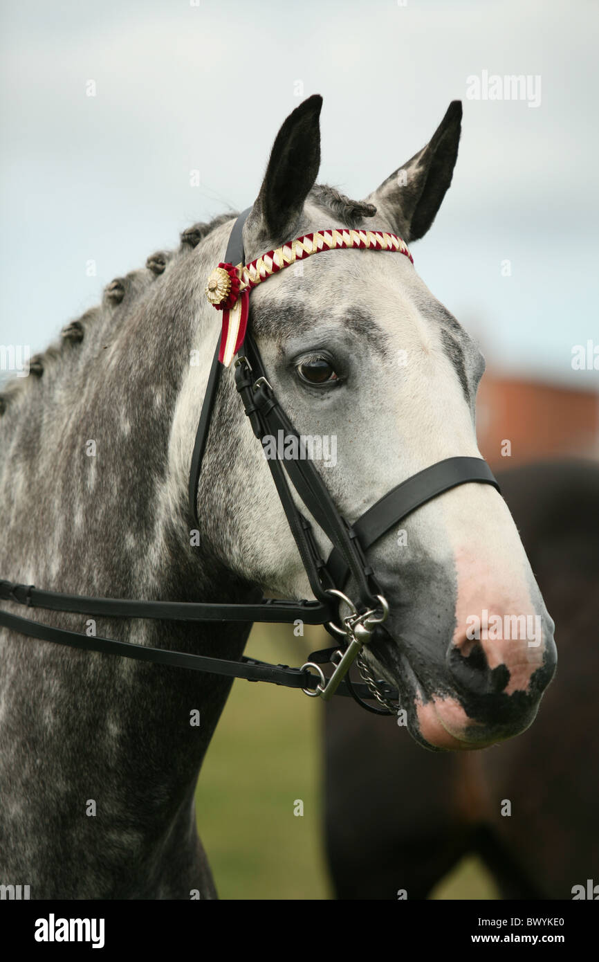 Grey cob horse at show Stock Photo