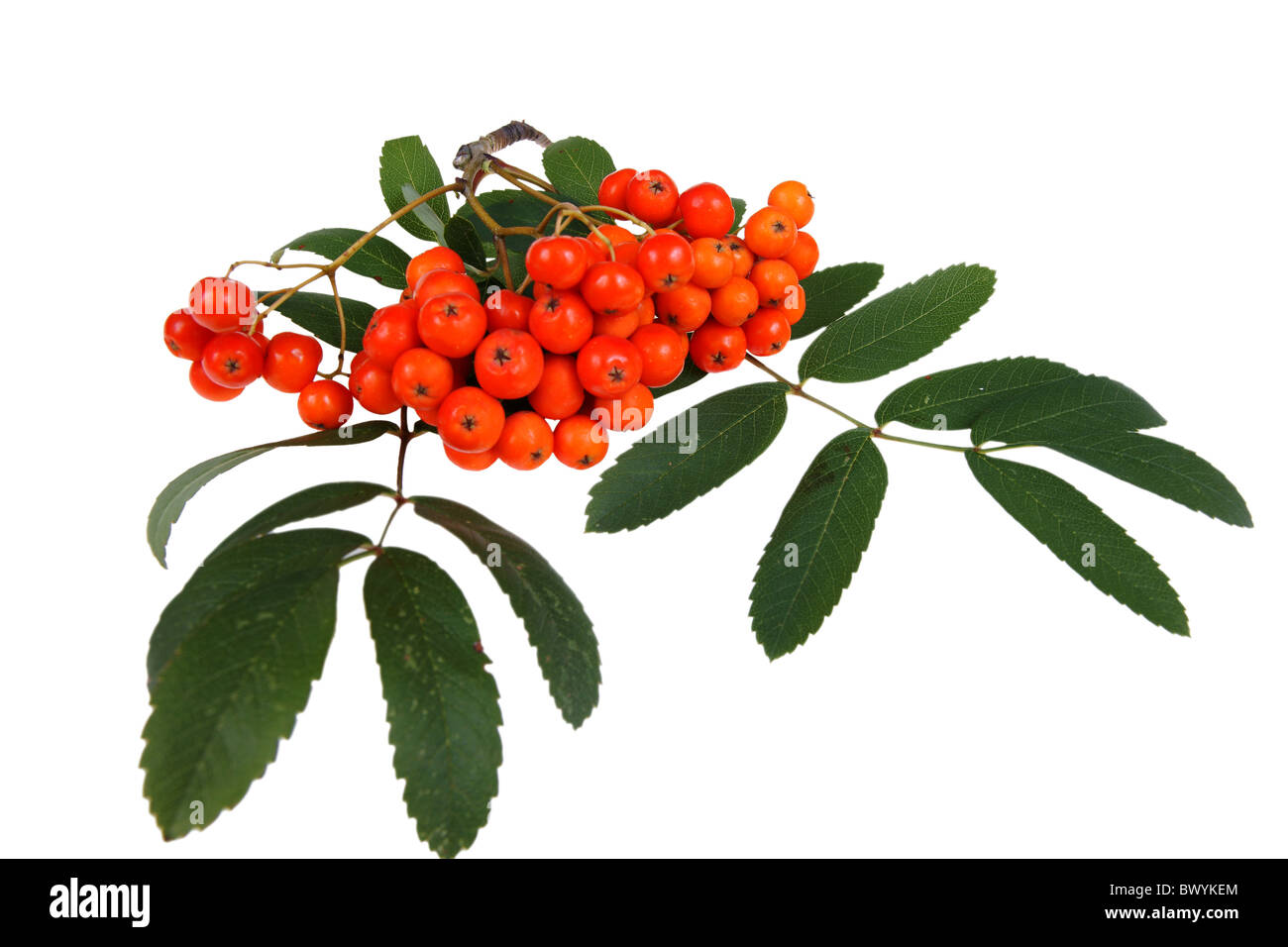 bunch of red rowan,isolated on white background Stock Photo