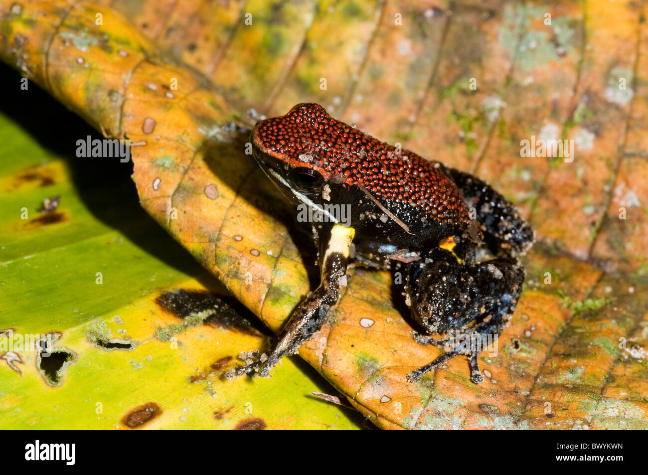 Allobates zaparo poison dart frog hires stock photography and images