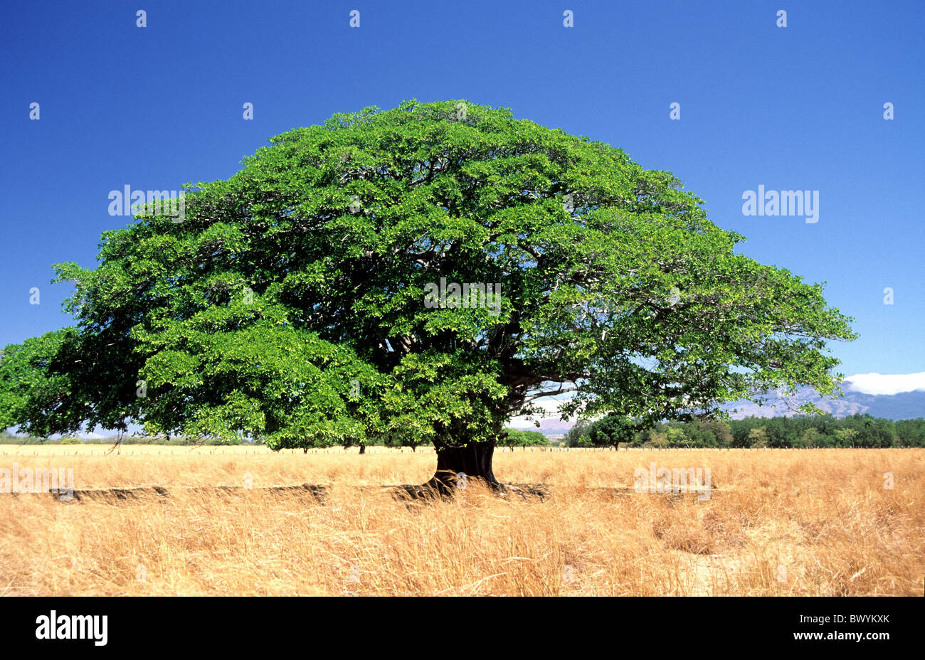 trees Chilamate tree Costa Rica Guanancaste exotic Stock Photo Alamy