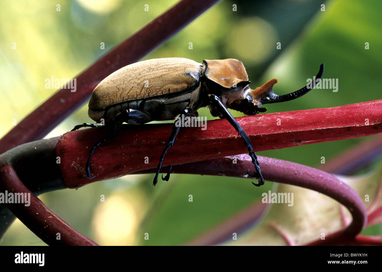 beetle elephant's beetle Megasoma elephas Costa Rica Central America