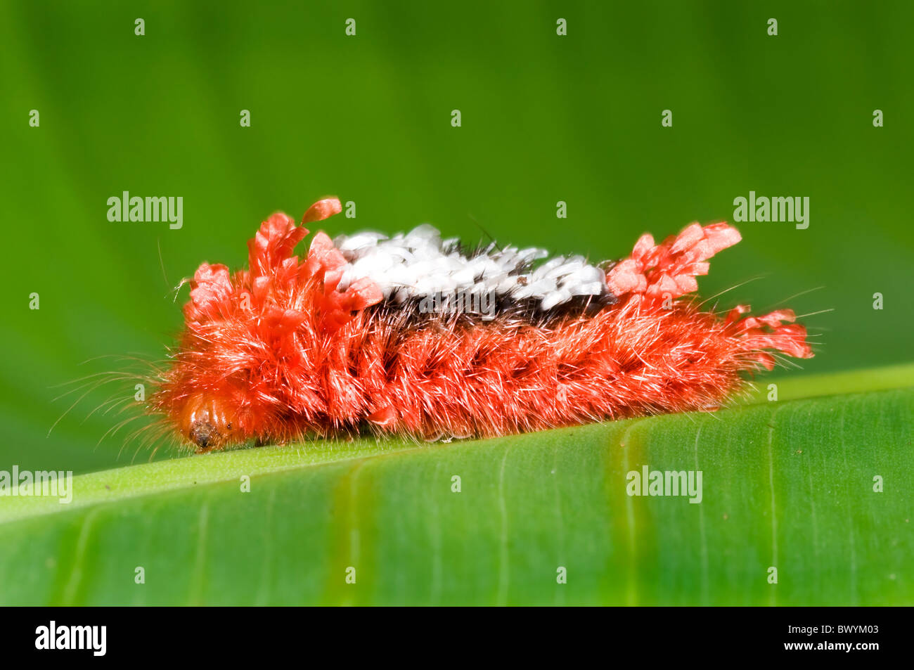 Colorful 'Tarchon felderi' caterpillar from ecuador's rainforest Stock Photo