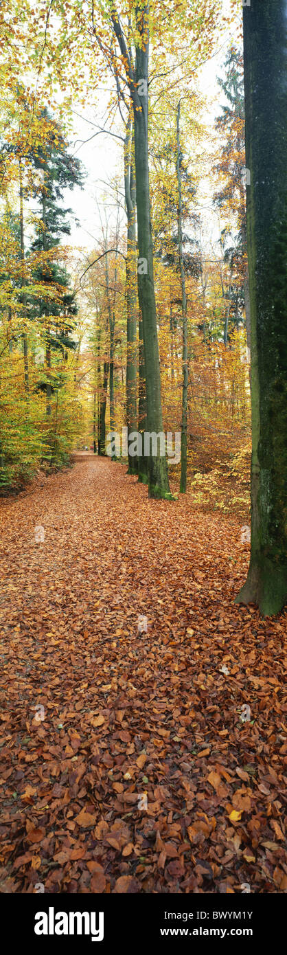 beech forest autumn portrait format inside scenery panorama wood forest forest road trees foliage Stock Photo