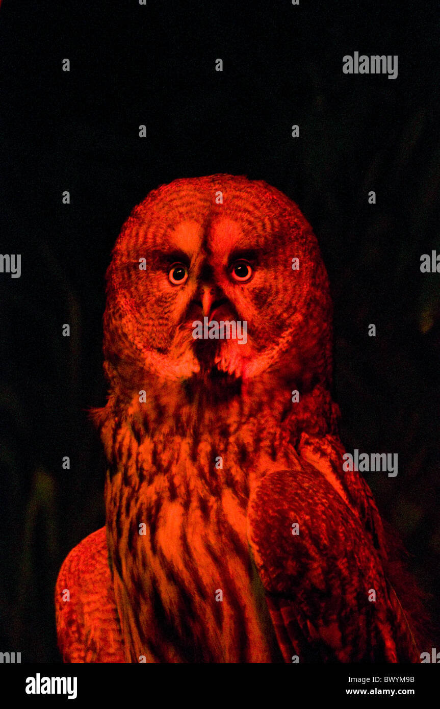 Portrait of owl Stock Photo