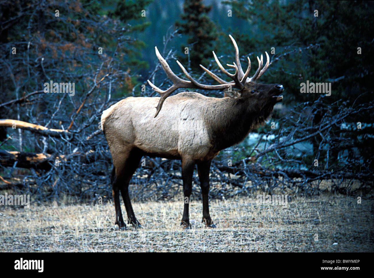 Alberta Banff National Park national park Canada North America America Cervus elaphus Elk Wapiti Stock Photo