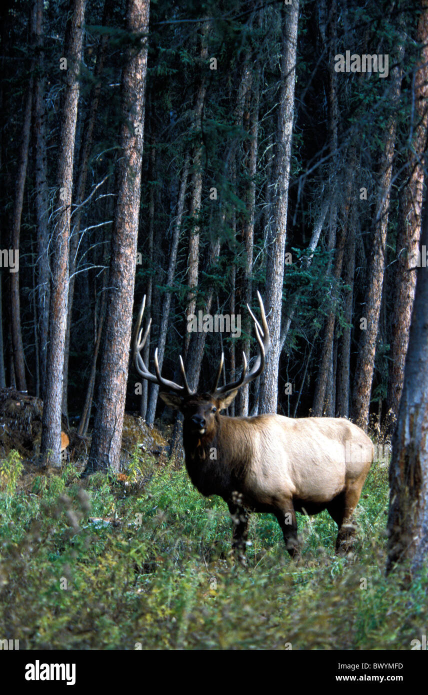 Alberta Banff National Park national park Canada North America America Cervus elaphus Elk Wapiti Stock Photo