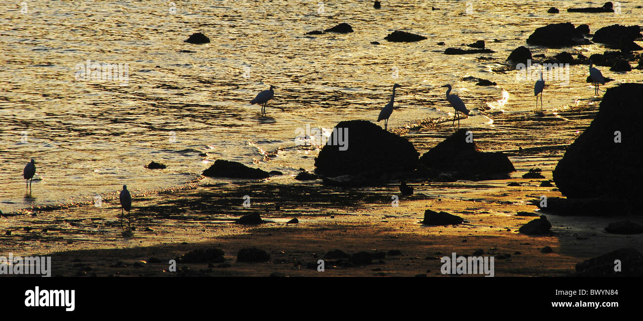 Cranes Resting On The Beach Of East China Sea Dongtou - 