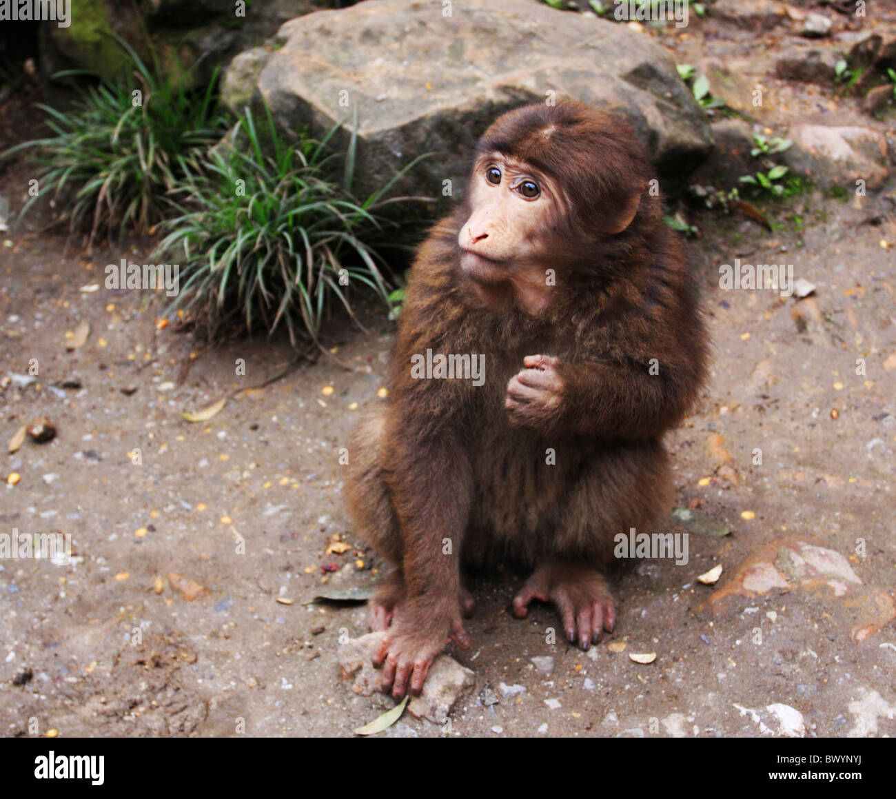 Wild monkey, Mount Emei, Leshan, Emeishan, Sichuan Province, China Stock Photo
