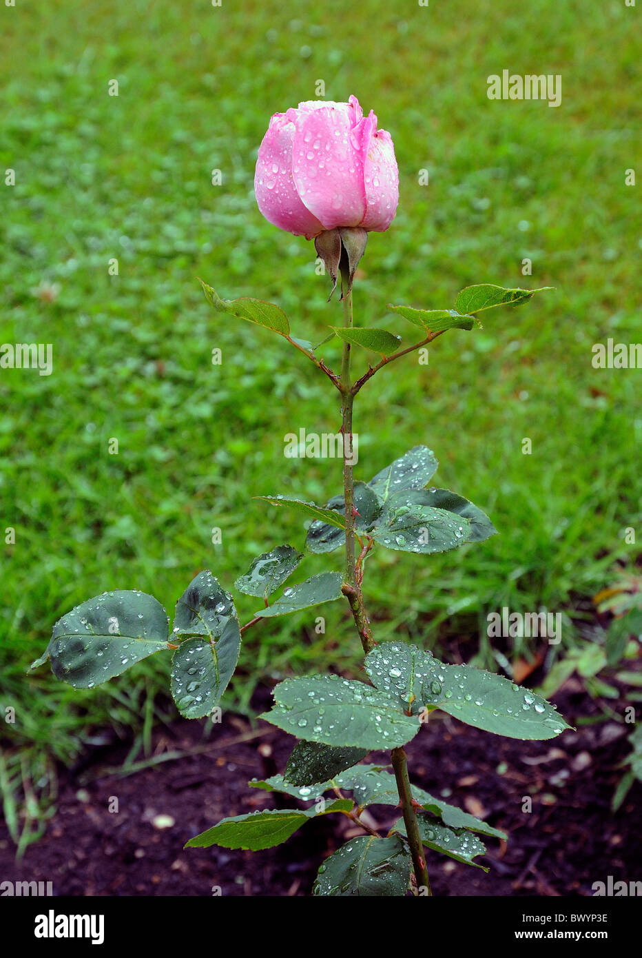 pink rose in garden Stock Photo - Alamy