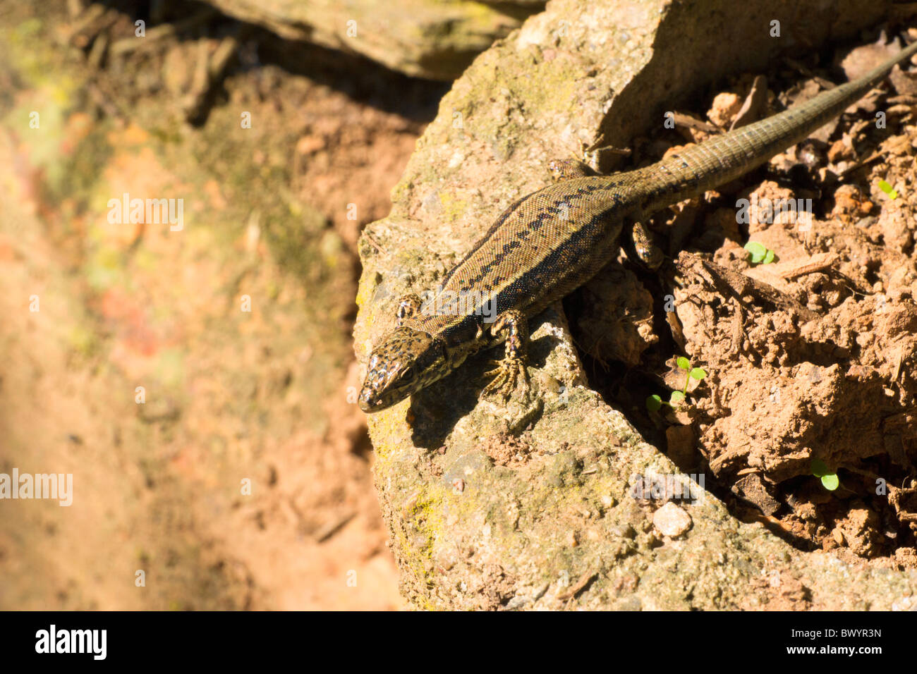 A common lizard eating a spider Stock Photo Alamy