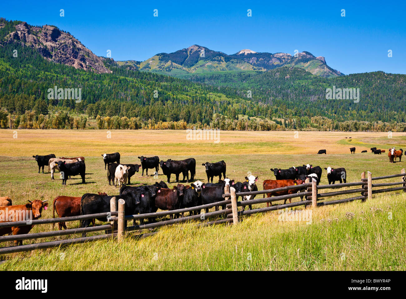 Cattle ranch on the San Juan River, San Juan National Forest, Colorado Stock Photo
