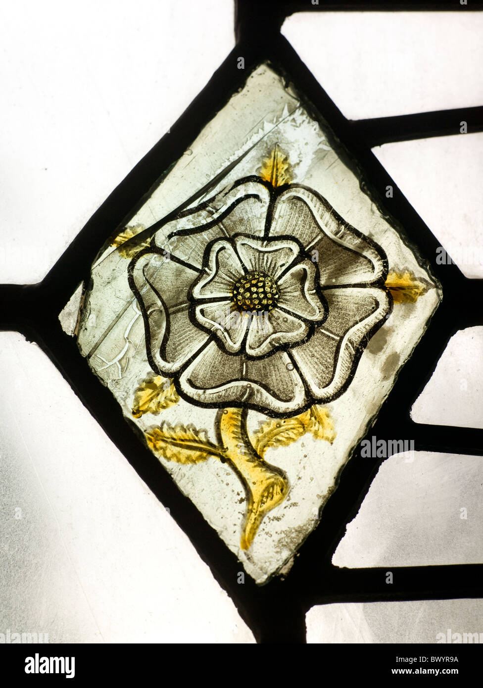 Blackburn Cathedral white rose of Lancashire on 16th century stained glass window pane Stock Photo