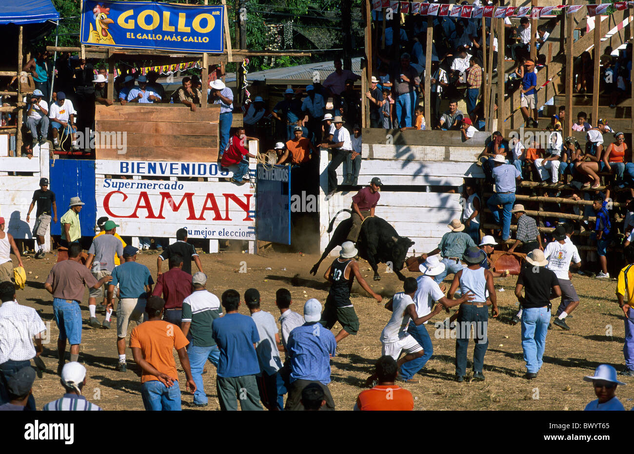 action arrangement bull Bullenreiten Costa Rica Central America