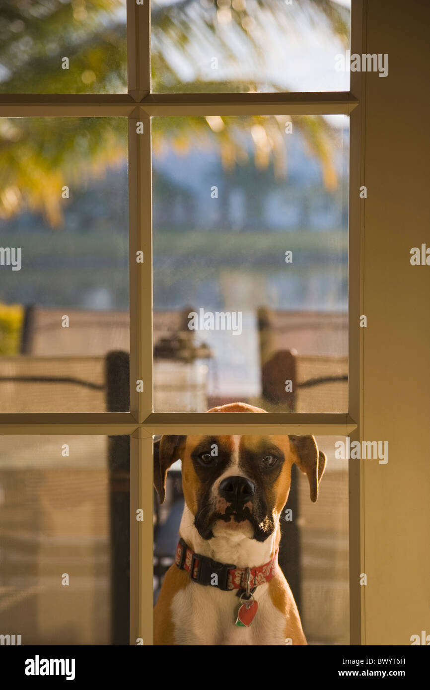 Boxer dog looking through French door glass Stock Photo