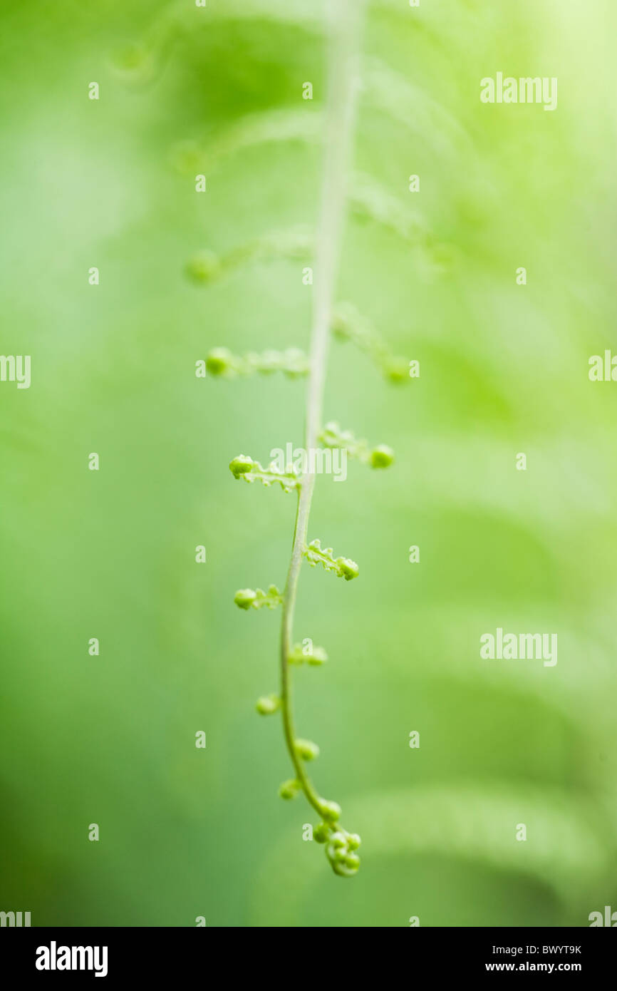 Delicate green plant stem Stock Photo Alamy