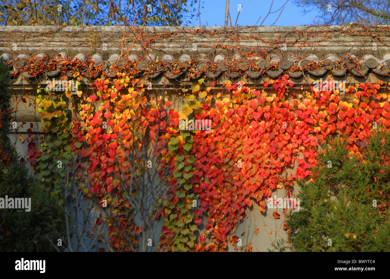 Colorful ivy covered stone wall in Prince Kung's Mansion at fall, Beijing, China Stock Photo