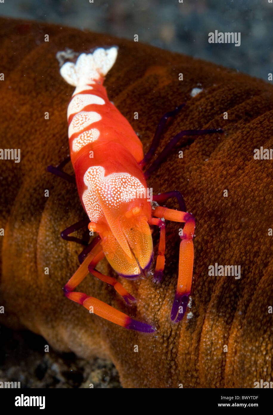 Imperator-commensal-shrimp Periclimenes-imperator Stock Photo