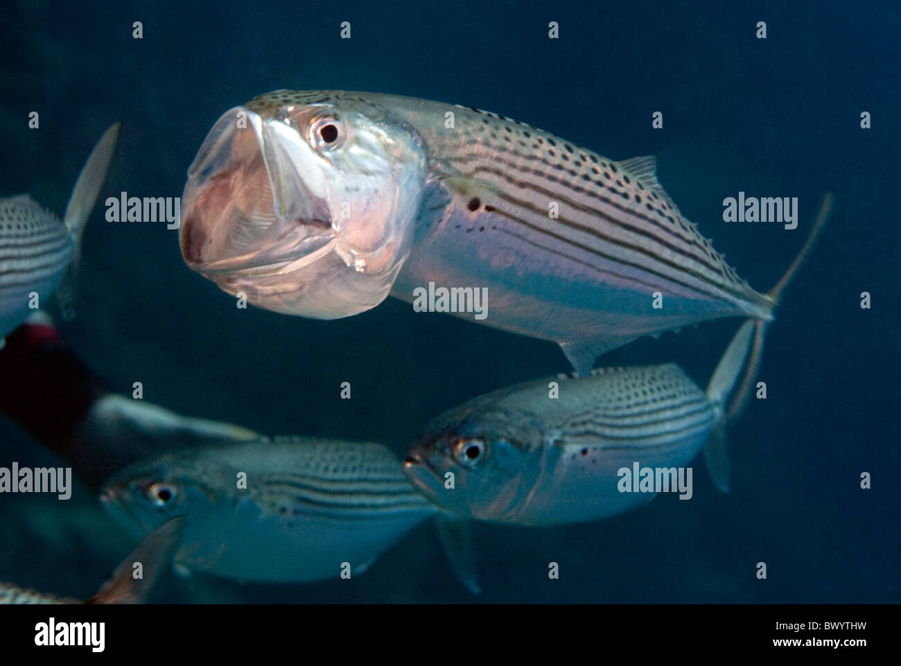 Indian-mackerel Rastrelliger-kanagurta Stock Photo