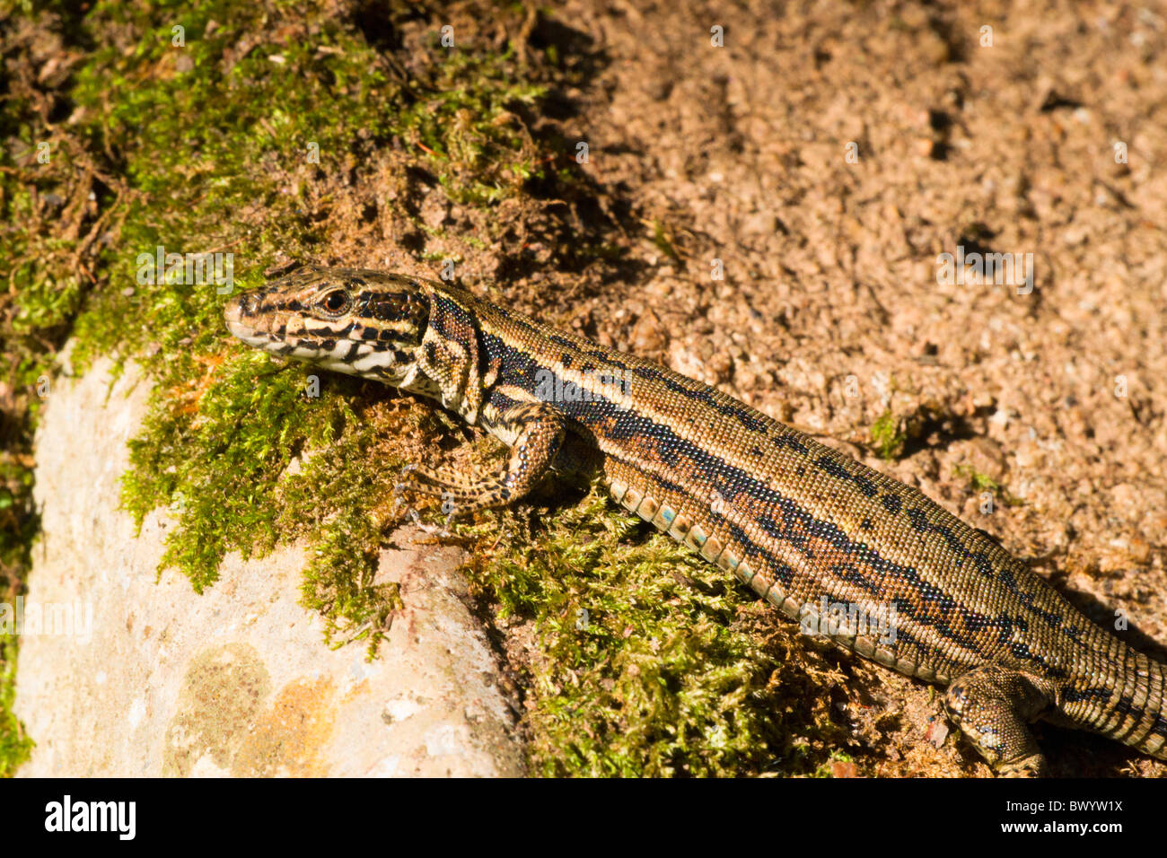 A common lizard eating a spider Stock Photo Alamy