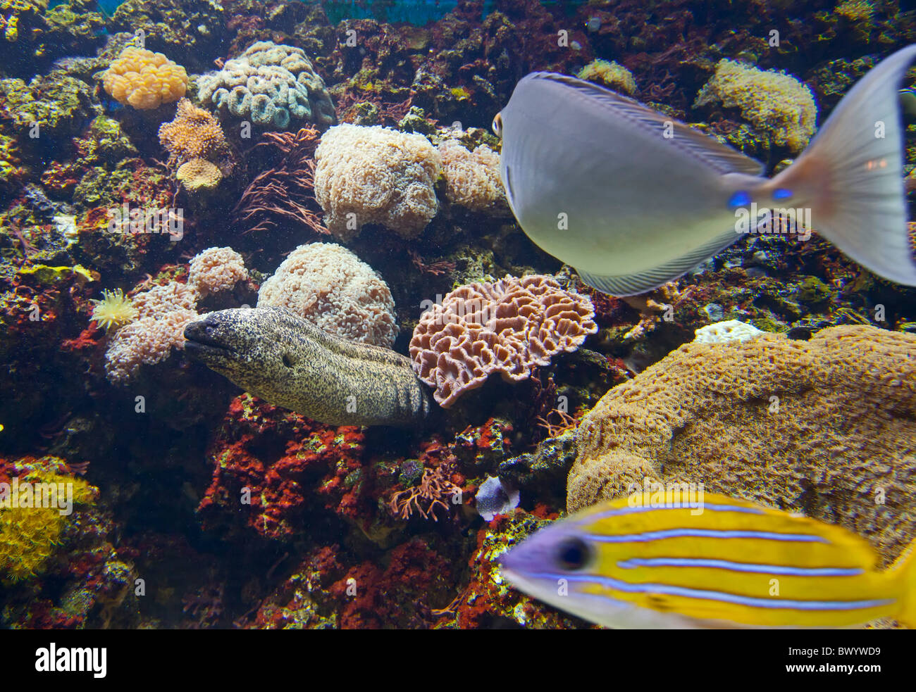 Denver, Colorado A coral reef exhibit in the Downtown Aquarium Stock