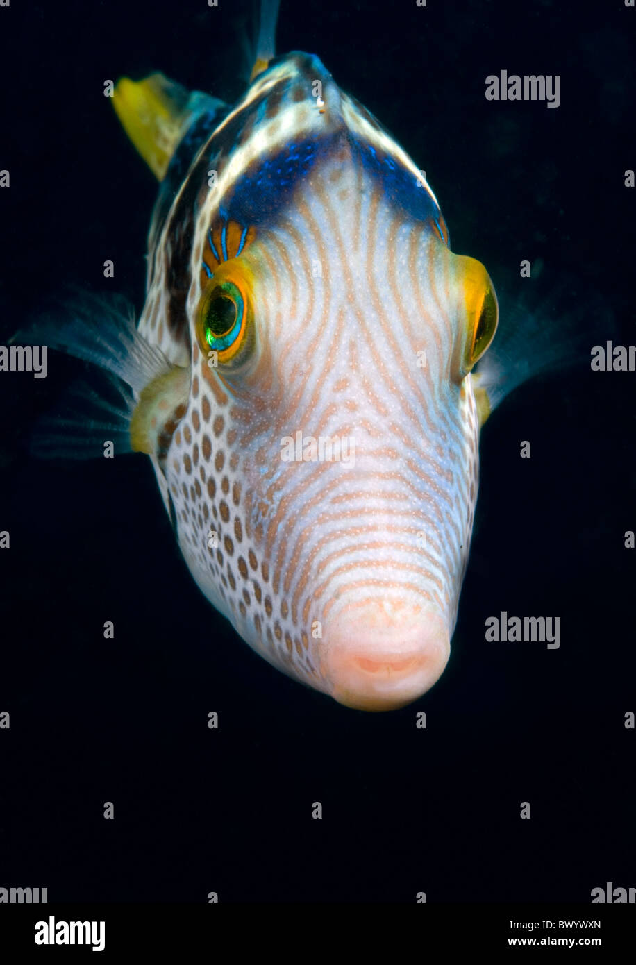 Saddled-toby Canthigaster-valentini Stock Photo