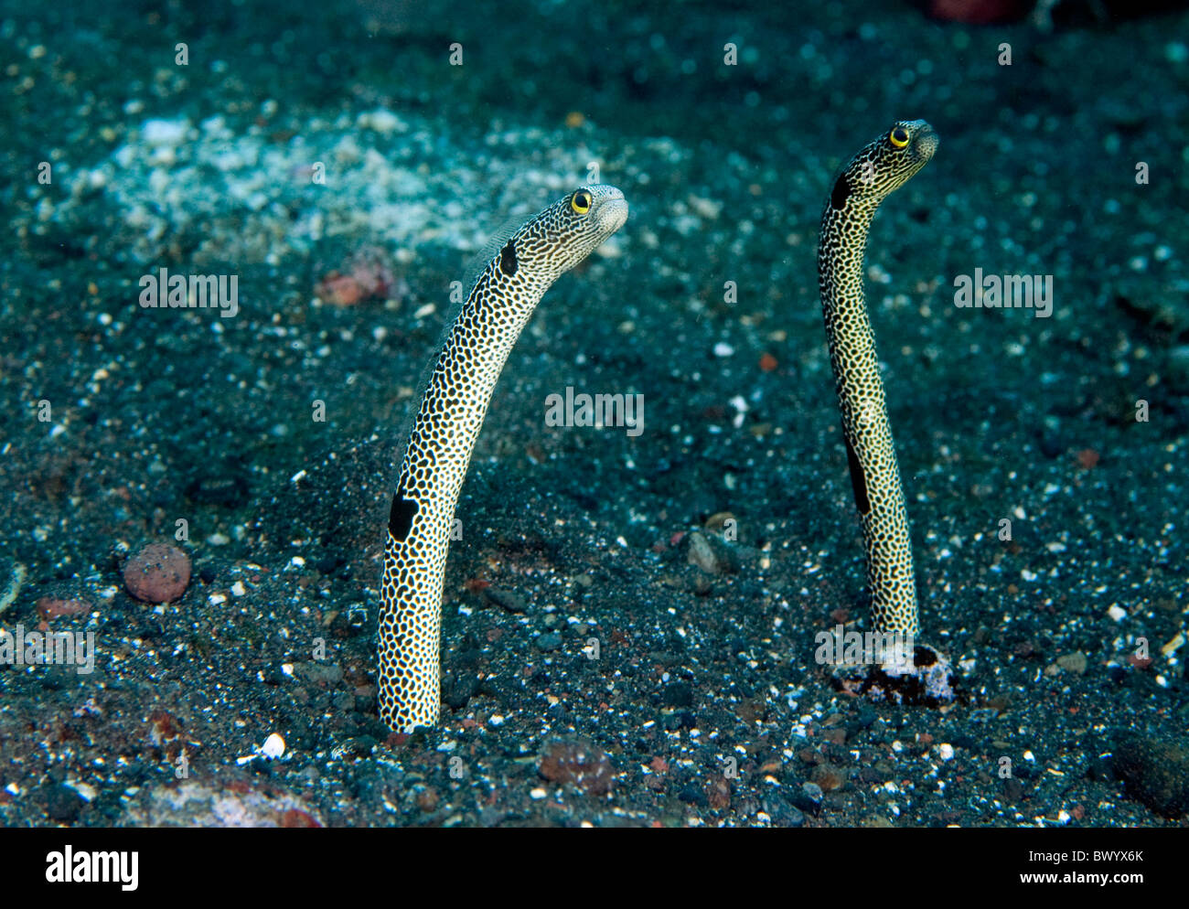 Garden eels Stock Photo