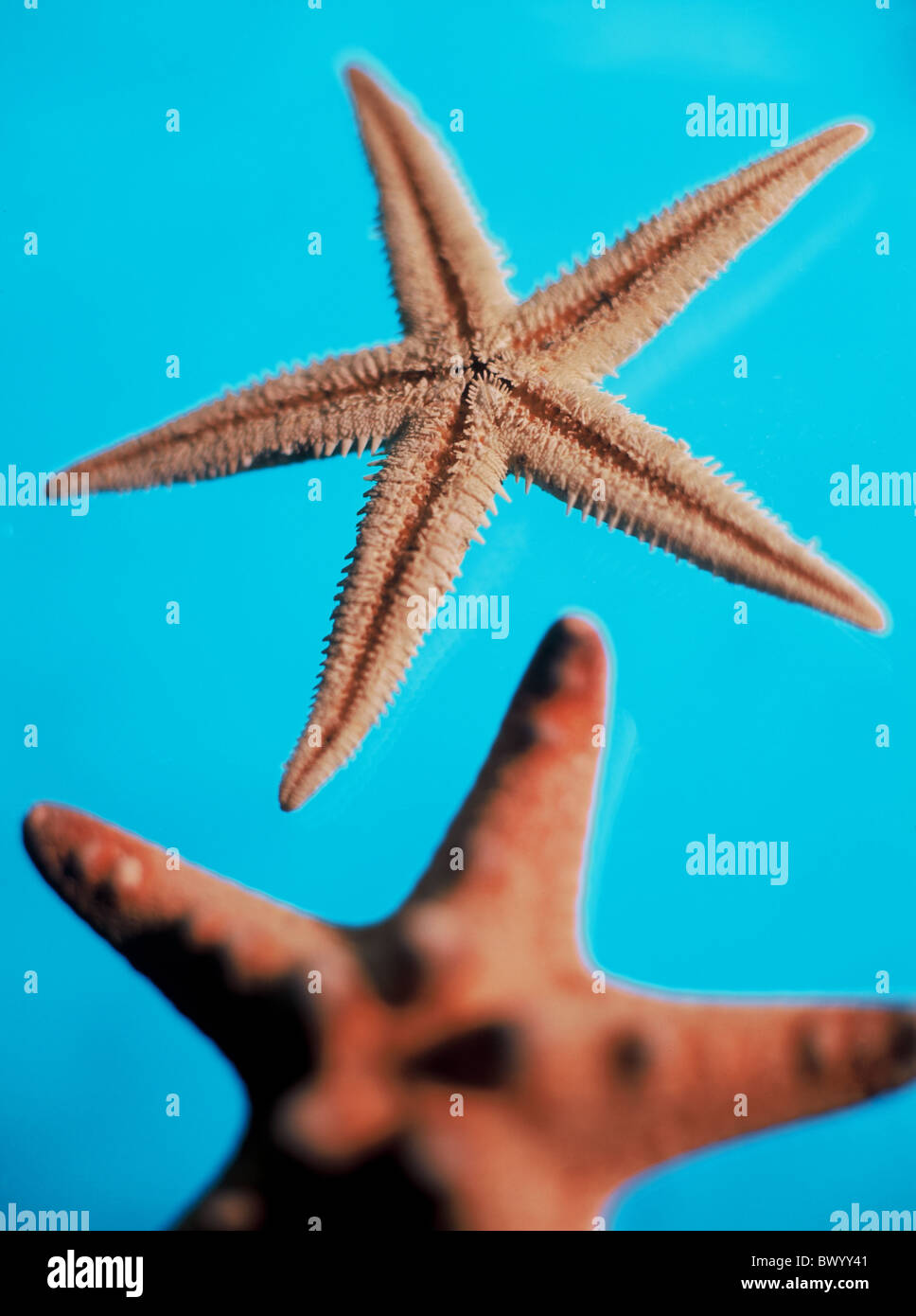 blue five object sea star starfish water Stock Photo - Alamy blue five object sea star starfish water Stock Photo - Alamy