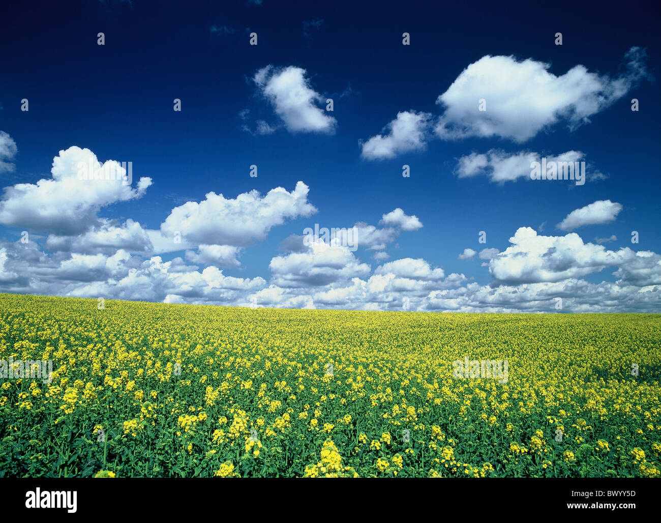clouds cumulus clouds Germany Europe horizon rape rape field scenery