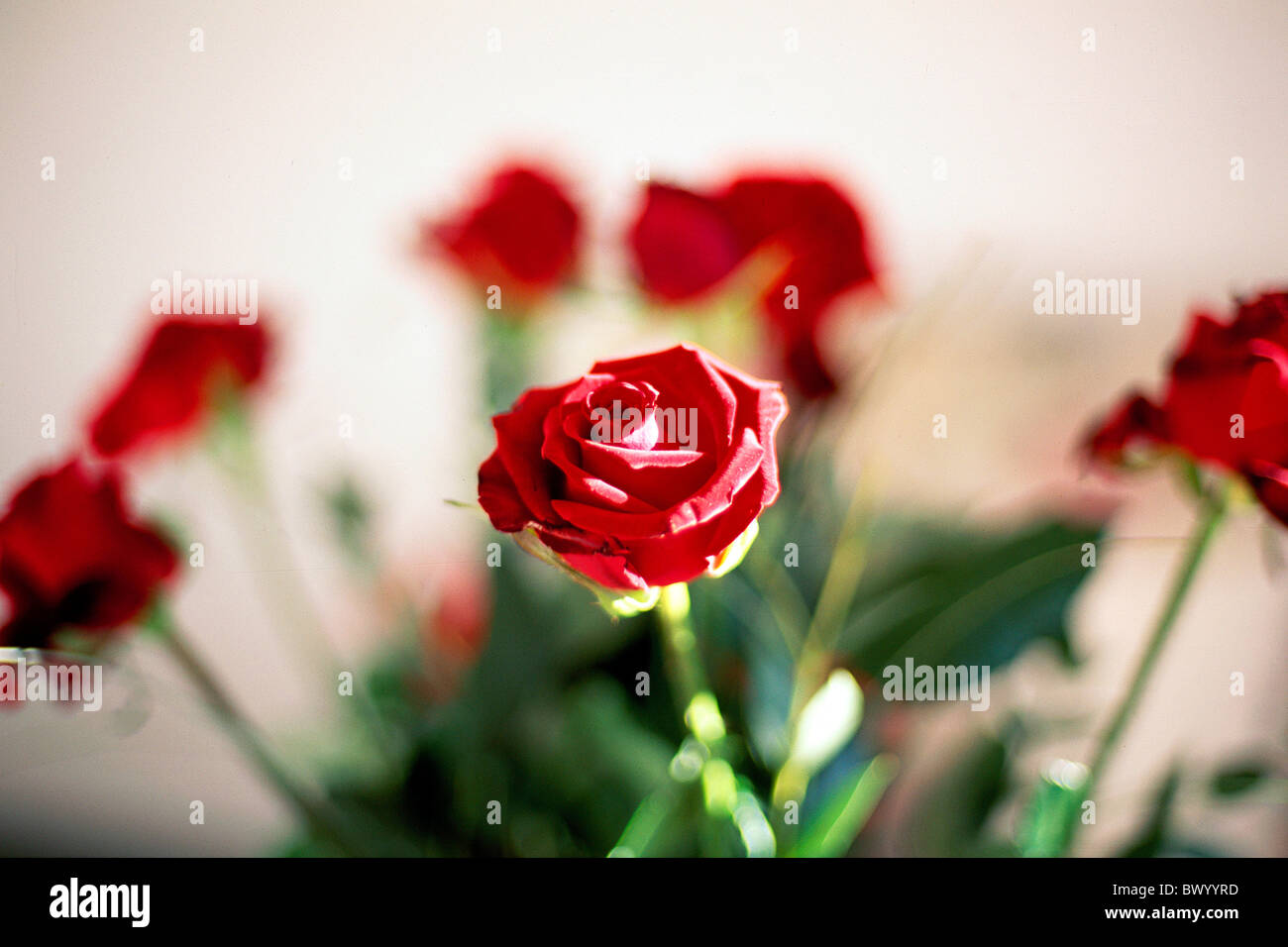 bouquet bouquets blossom flourish background flowers blurred inside roses red Stock Photo