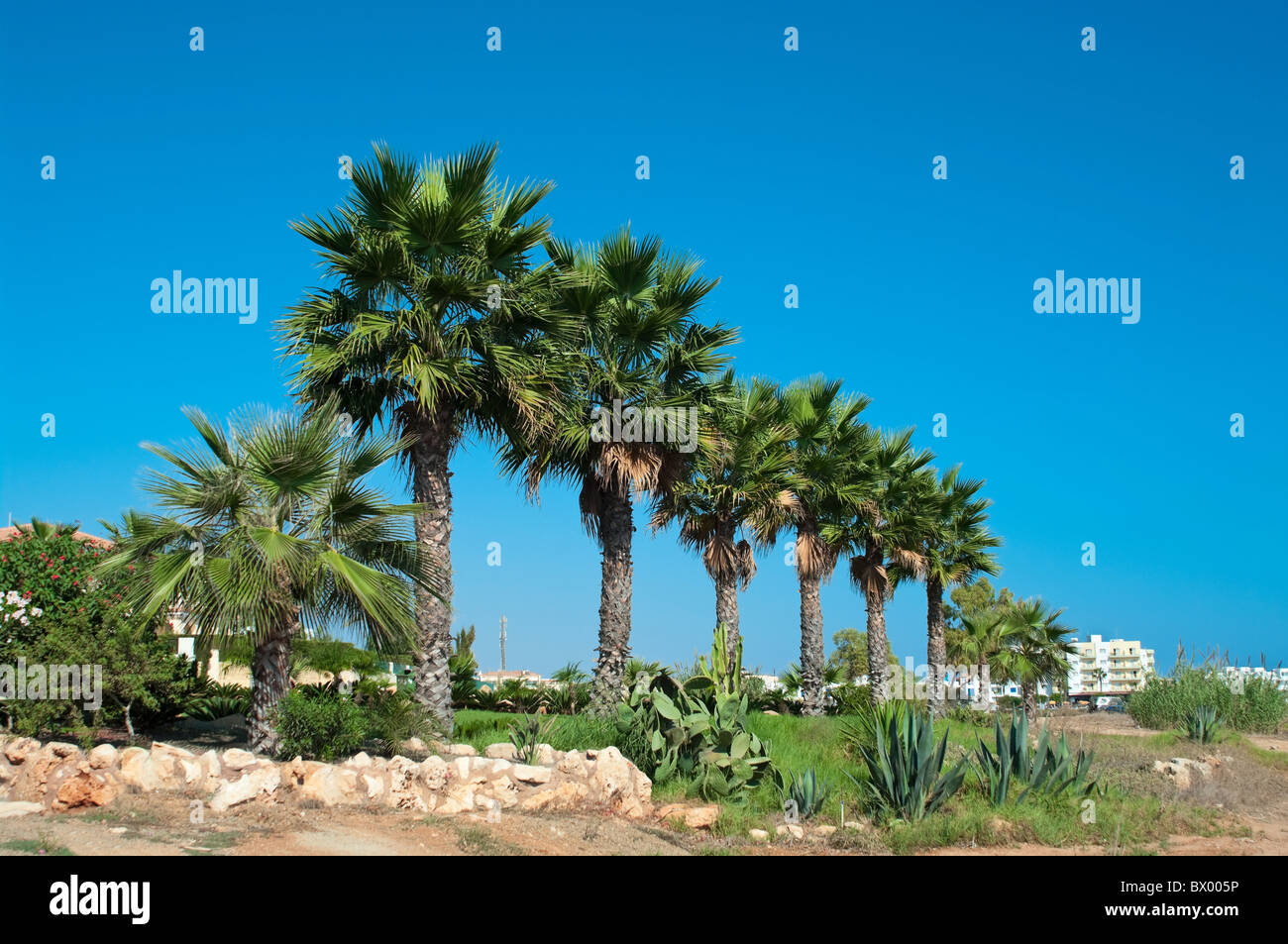 Several palm trees hi-res stock photography and images - Alamy