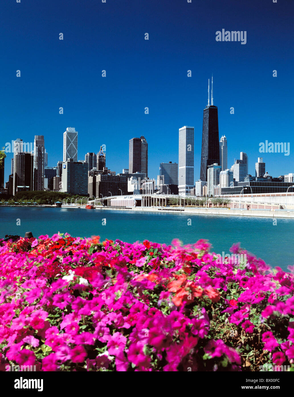 flowers Chicago Illinois Navy Pear lake sea skyline town city shore USA