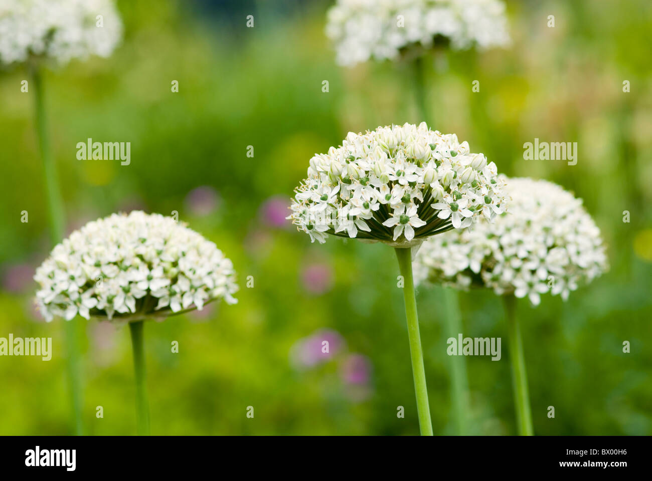ALLIUM GIGANTEUM WHITE GIANT Stock Photo Alamy