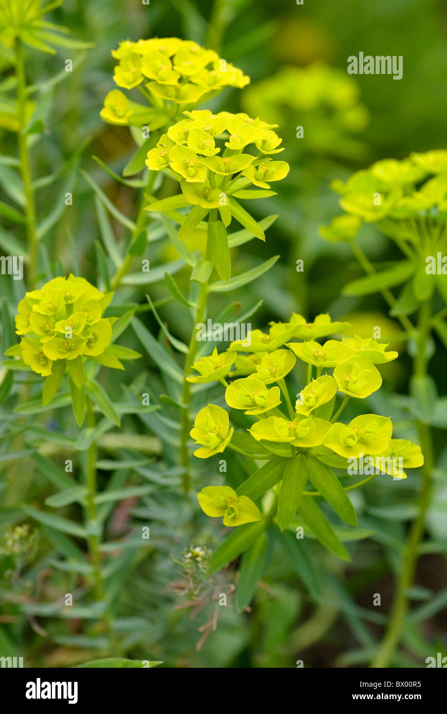 EUPHORBIA ABBEY DORE Stock Photo