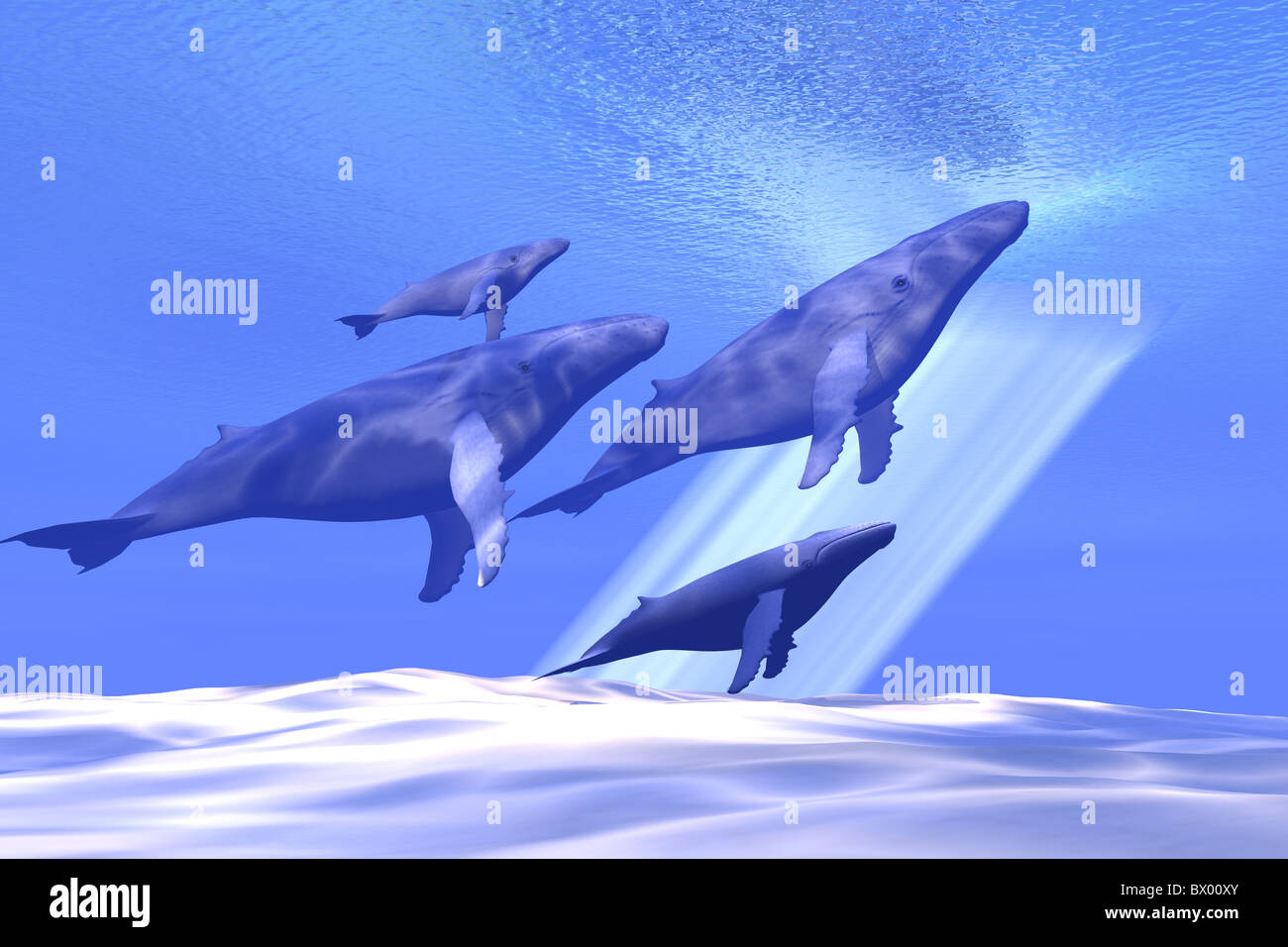 A group of whales head toward the surface for a breath of fresh air. Stock Photo
