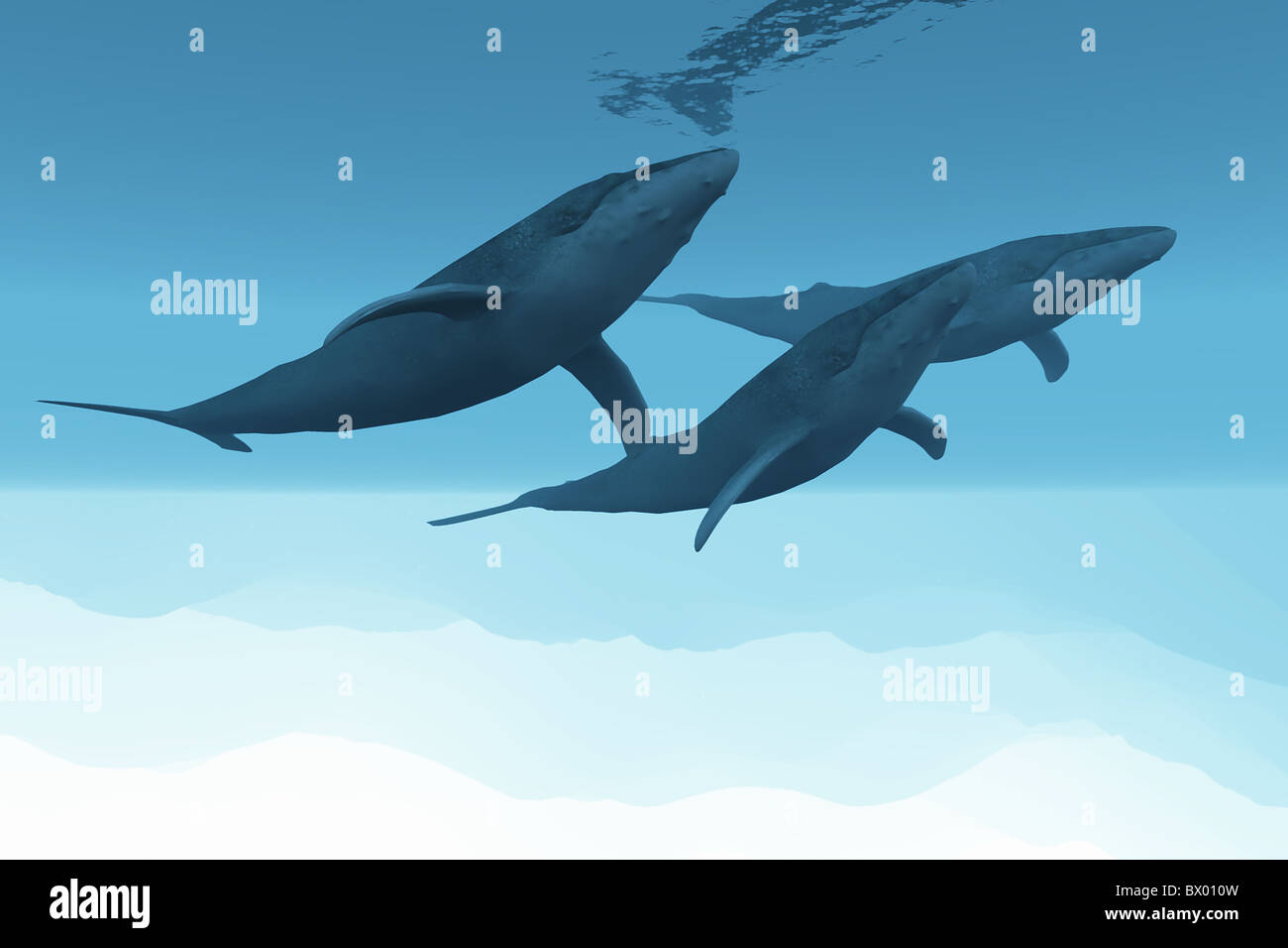 Three Humpback whales swim together in the vast open ocean. Stock Photo