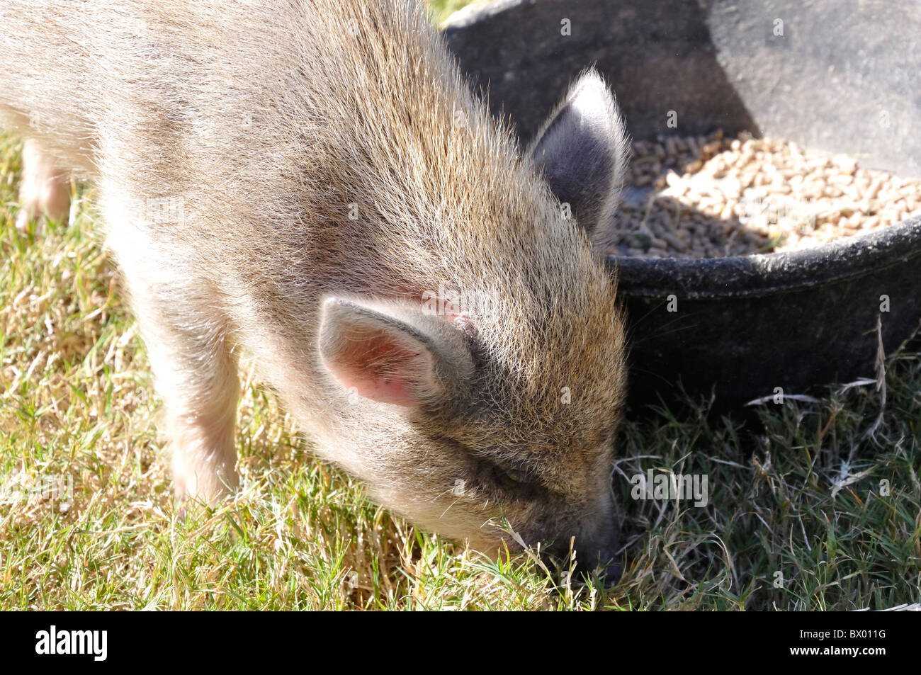 Little pet pig eating Stock Photo Alamy