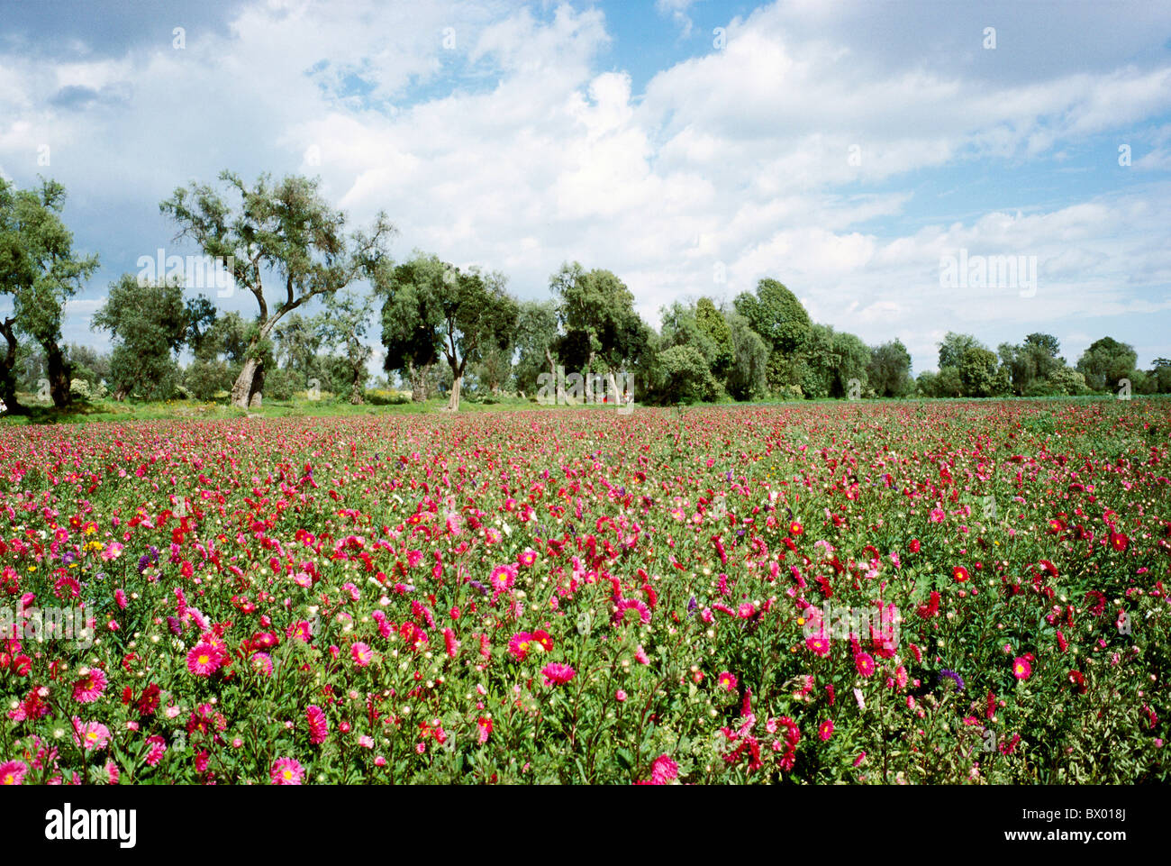 flowers flower field field agriculture Mexico Central America Latin