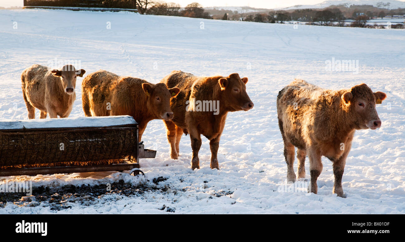 Cattle in a snow covered field walking towards a feeding trough during