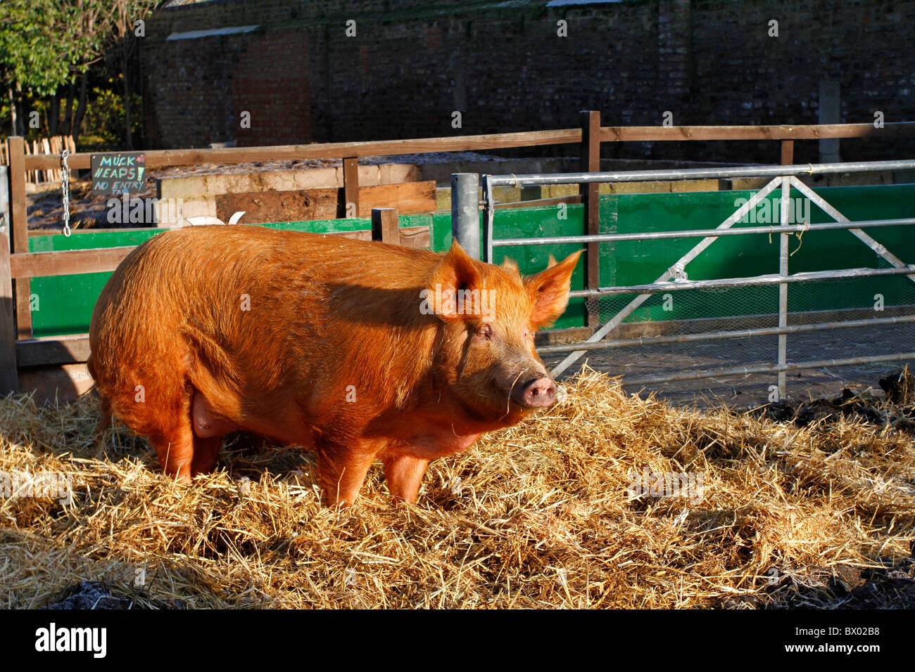 Tamworth sow and Hackney City Farm, London, England Stock Photo