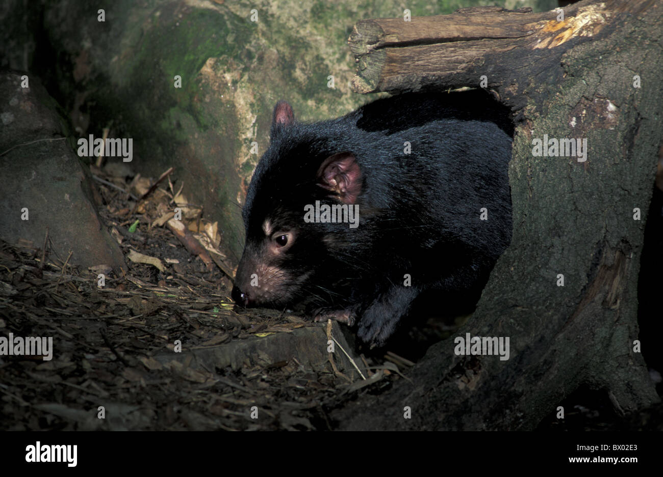 Devil animal hi-res stock photography and images - Alamy Devil animal hi-res stock photography and images - Alamy