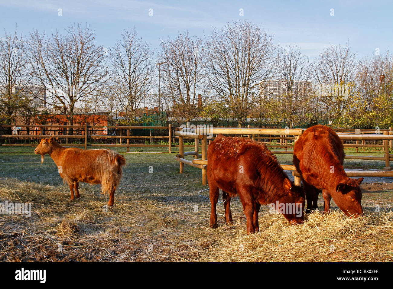 Animals at Hackney City Farm, London, England Stock Photo