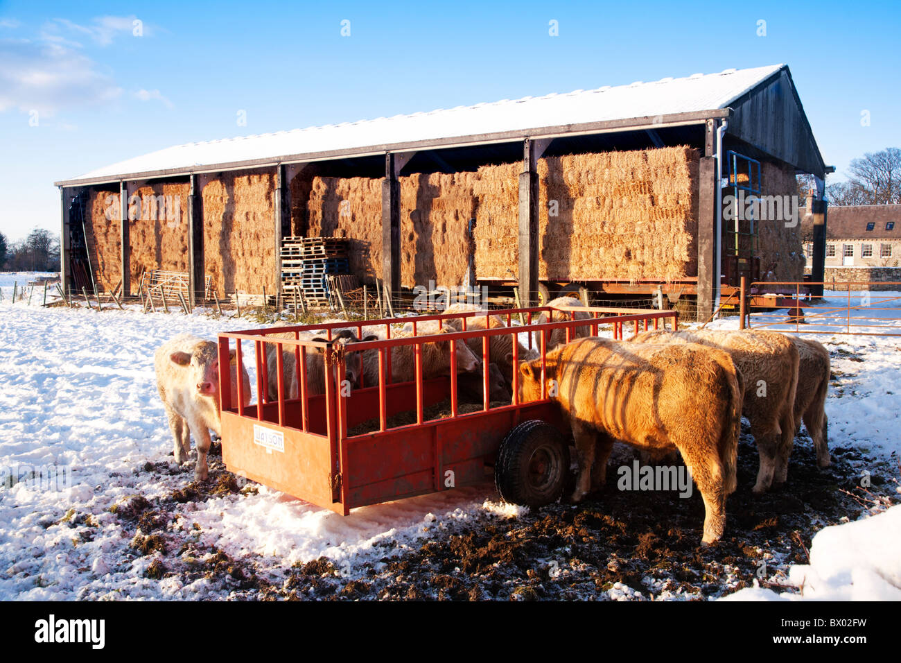 Cattle in a snow covered field feeding from a trough of hay during cold