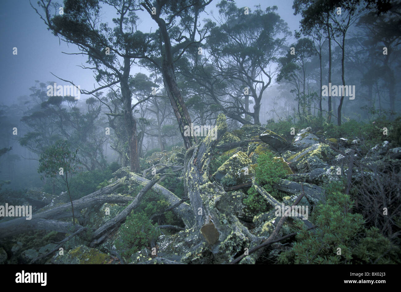 Australia Ben Lomond national park Foggy Fores Tasmania pines landscape nature fog forest Stock Photo