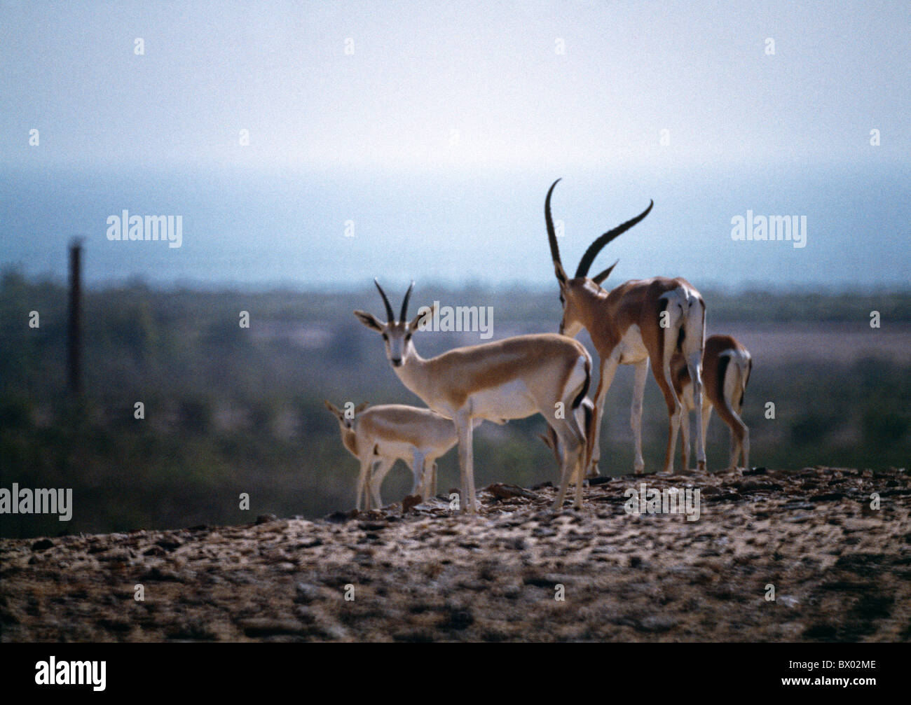 Arabian sand gazelle hi-res stock photography and images - Alamy
