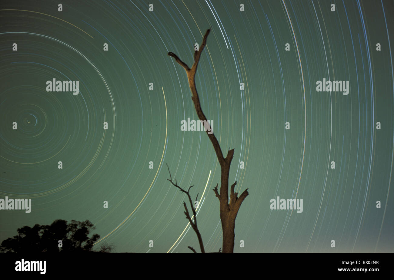 Australia Southern Sky stars nights spangled sky night tree Stock Photo